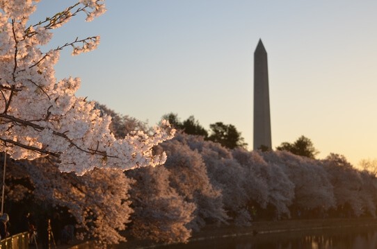 cherry blossom Washington dc