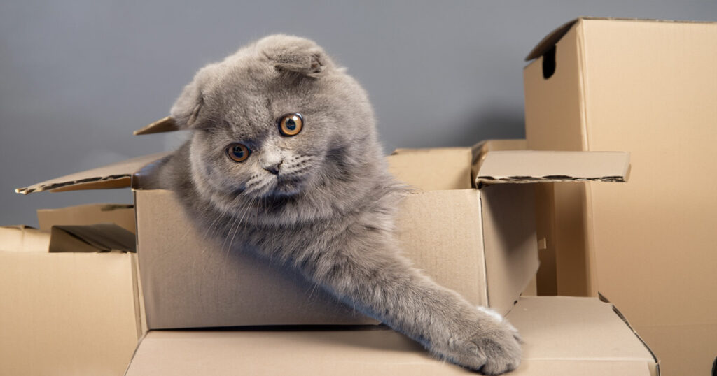 How long does it take for your pet to adjust to a move?