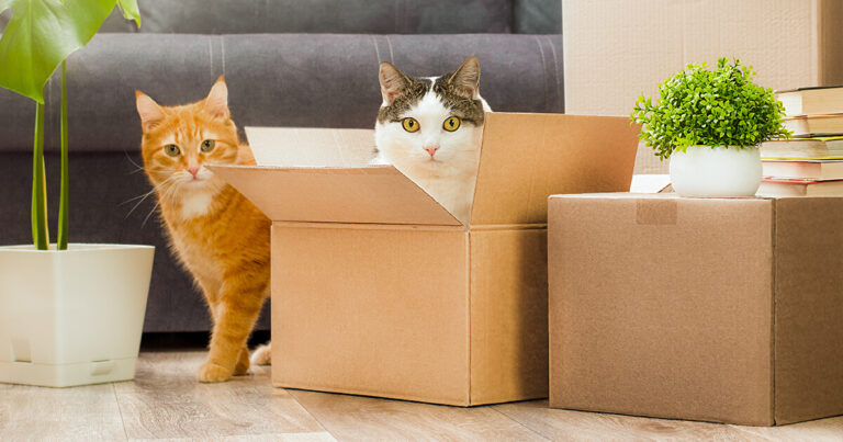 Pets in Distress After a Move - Discover the Must-Know Solutions!