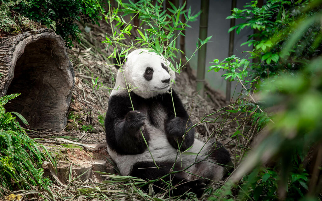 hungry giant panda
