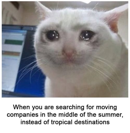 moving-crying-cat-meme When you are searching for moving companies in the middle of the summer, instead of tropical destiantions